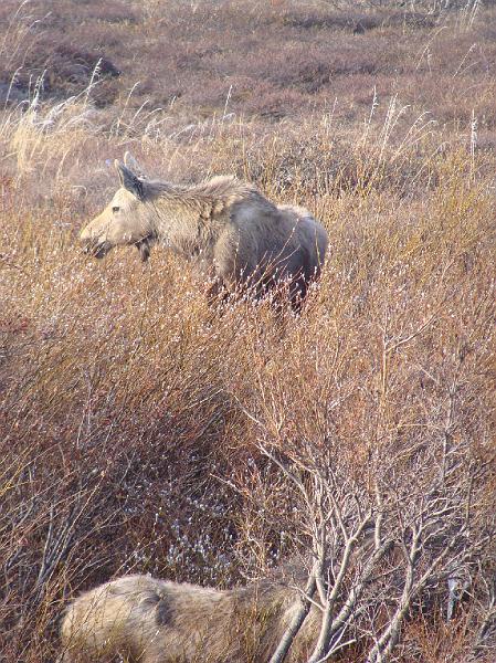 Alaska 2008 044.jpg